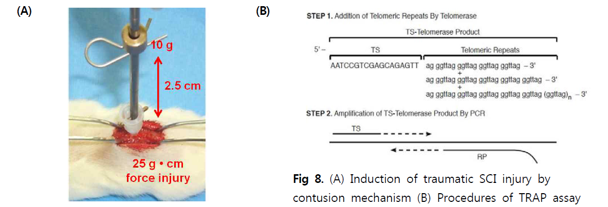 (A) Induction of traumatic SCI injury by contusion mechanism (B) Procedures of TRAP assay