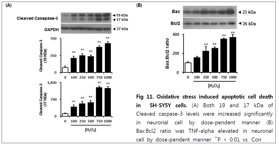 Oxidative stress induced apoptotic cell death in SH-SY5Y cells
