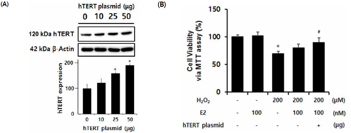 Cytoprotection of hTERT against to oxidative stress
