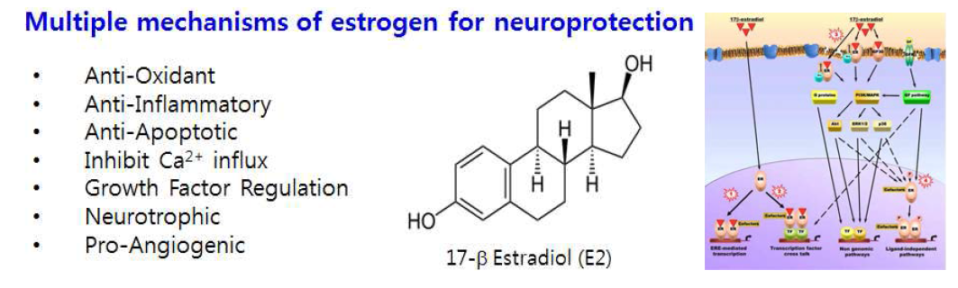 에스트로겐의 신경보호효과는 다양한 경로의 활성화를 통해 이뤄진다.