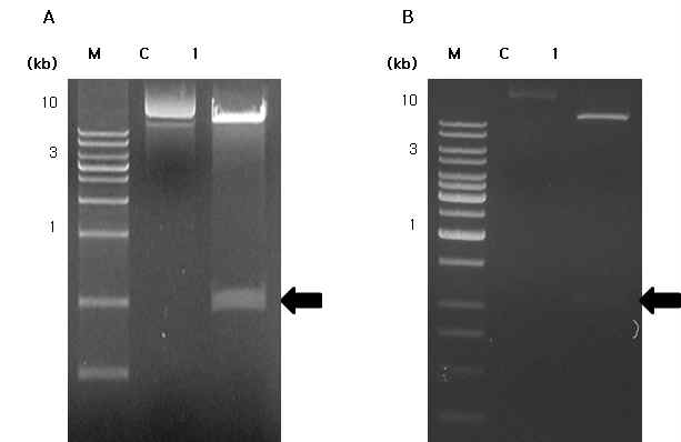 Agarose gel electrophoresis of HcRNAV34 VLP gene into pCAMBIA1304 binary vector in E. coli