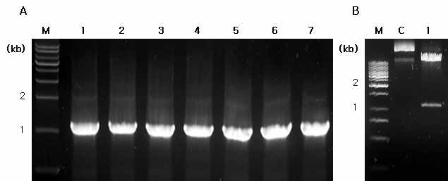 Agarose gel electrophoresis to confirm an insertion of HcRNAV34 VLP gene into pCAMBIA1304 binary vector in A