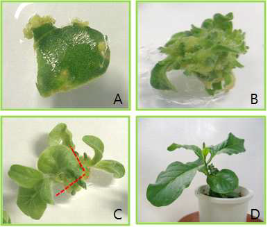 Plant regeneration via organogenesis from leaf explants inoculate with Agrobacterium carrying HcRNAV34 VLP gene in N.