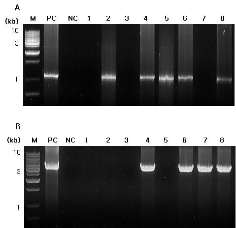 Agarose gel electrophoresis of HcRNAV34 VLP (A) and HcRNAV34 VLP::GFP (B) gene in transgenic tobacco plants.