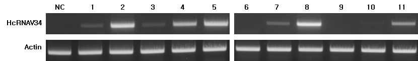 RT-PCR analysis showing the expression of HcRNAV34 VLP genes in the selected transgenic tobacco
