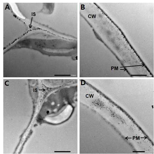 Electron micrographs of the transgenic tobacco leaf which were reacted with HcRNAV34 VLP 38KDa polyclonal antibody