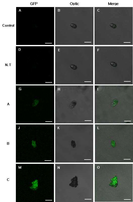 Analysis of HcRNAV34 VLP::GFP expression and localization for H . circularisquama. Control, control group