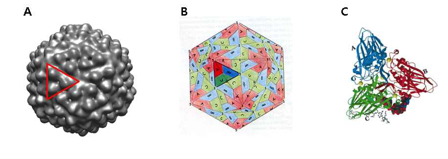 캡시드 단백질의 자가 조립 형태 (A) HcRNAV의 전자현미경사진 (B) T=3 virus의 캡시드 단백질 배열 (C) Black Beetle Virus 캡시드 단백질 trimer 의 결합형태