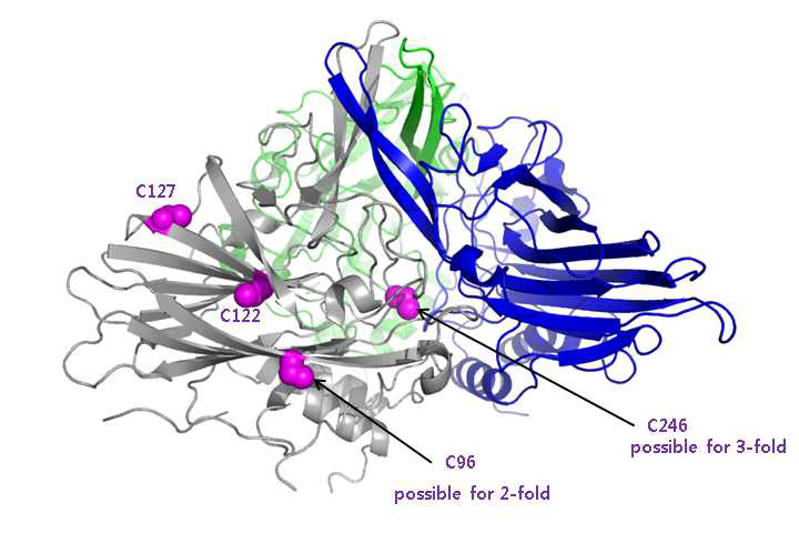캡시드 단백질의 구조 분석.