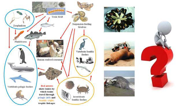 먹이연쇄에 의한 유해조류 독소의 생물농축 사례