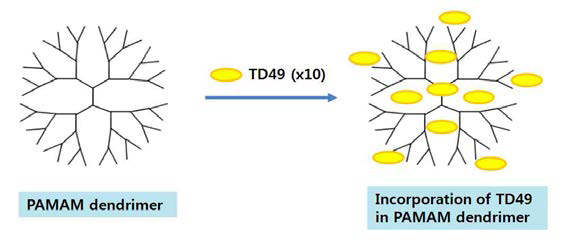 PAMAM 덴드리머를 이용한 난용성 TD화합물의 가용화 및 탑재.