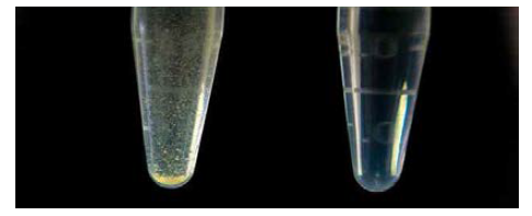 TD49 control 샘플 (왼쪽)과 TD49와 PAMAM 덴드리머가 혼합된 용액 샘플 (오른쪽)의 사진 관찰 결과.
