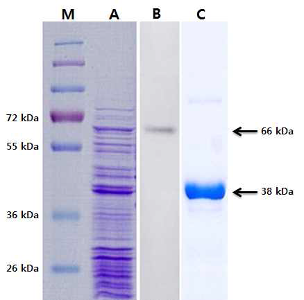HcRNAV34 재조합 캡시드 단백질의 발현 및 정제. M, Size marker