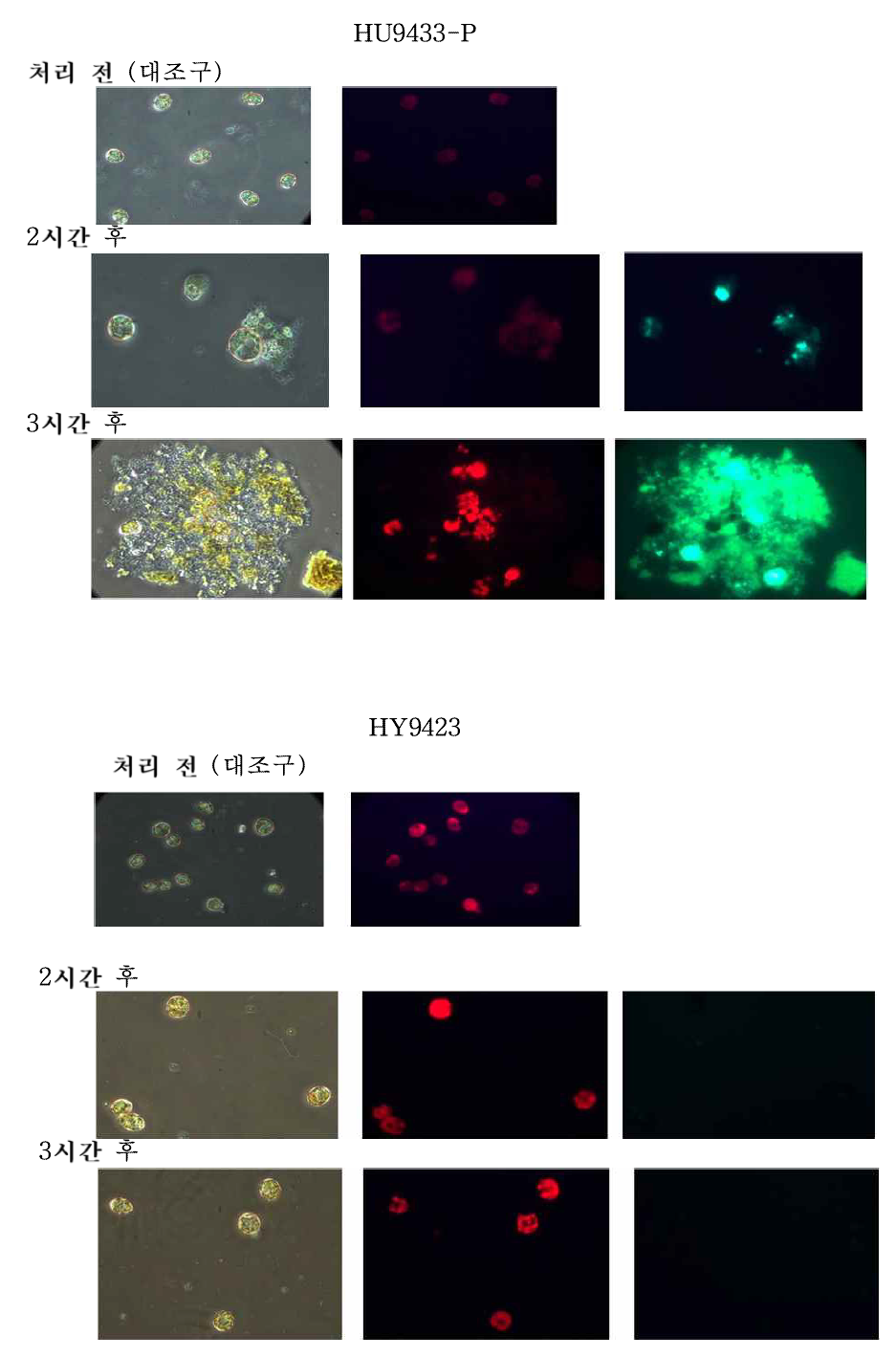 살조물질 TD49가 탑재된 HcRNAV34 VLP의 숙주 특이성 및 살조 효능.