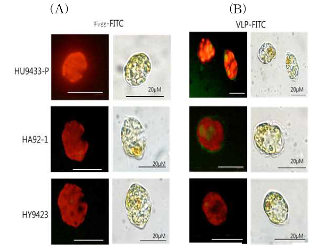 Encapsidating HcRNAV34 VLPS가 제거된 free-FITC물질을 처리한 세포와 FITC-encapsidated HcRNAV34 VLPs를 처리한 세포 (A)의 모습을 형광현 미경(Olympus BX50) 1000배율로 관찰한 결과