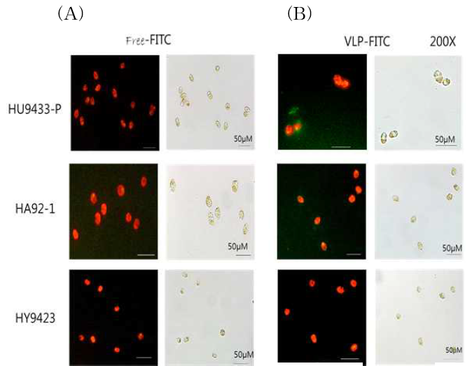Encapsidating HcRNAV34 VLPS가 제거된 free-FITC물질을 처리한 세포 (A)와 FITC-encapsidated HcRNAV34 VLPs를 처리한 세포(B)의 비교
