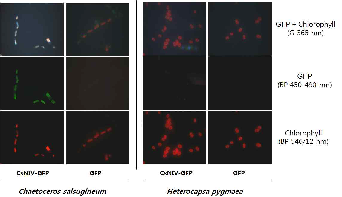 CsNIV-GFP 융합단백질의 숙주 조류인 C. salsugineum에의 선택적 결합.