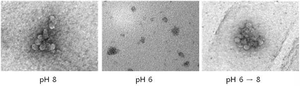 pH 8과 pH 6 조건에서의 CsNIV 캡시드 단백질의 TEM 사진
