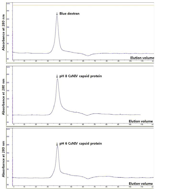pH 8과 pH 6 조건에서의 CsNIV 캡시드 단백질의 gel filtration profile.