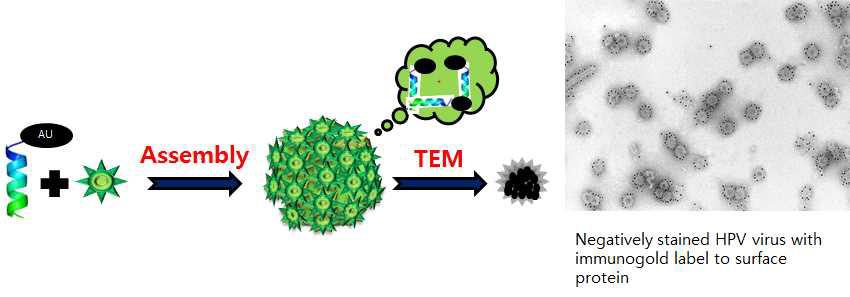 펩타이드에 나노gold를 부착하여 캡시드에 탑재하여 전자 현미경을 이용한 증명이론