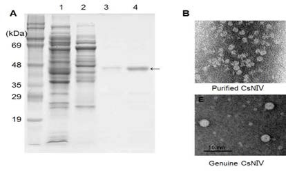 대장균에서 과발현시켜 정제된 His6-tagged CsNIV capsid protein의 TEM 사진