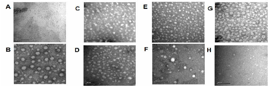 8 M urea로 변성시킨 CsNIV capsid protein의 순차적 투석법에서의 재조립 조건 확립