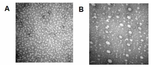 8 M urea로 변성시킨 CsNIV capsid protein의 gel filtration을 이용한 urea 제거를 통한 재조립 조건 확립.