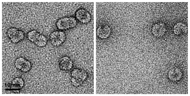 Fusion된 VLP 입자들(좌) 및 불완전한 조립상태의 입자들(우)