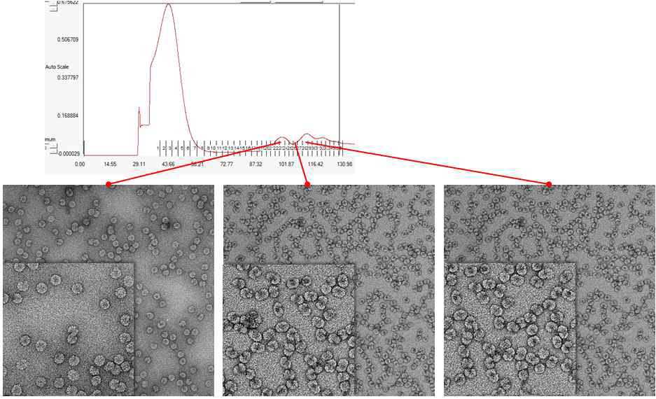 Grafix 기법을 통한 homogeneous한 HcRNAV34 VLP의 분리·정제