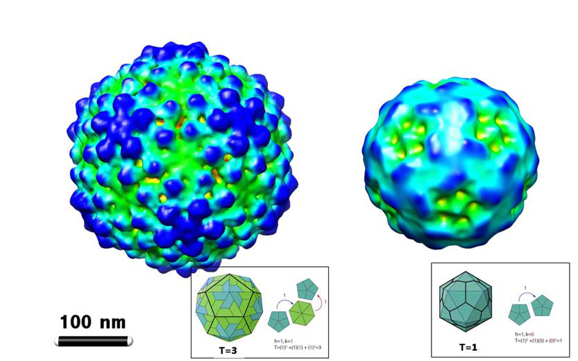 HcRNAV109 캡시드의 T=3 icosahdral 입자의 3차원 모델 (좌) 및 HcRNAV34 캡시드의 T=1 icosahedral 입자의 3차원 모델 (우)