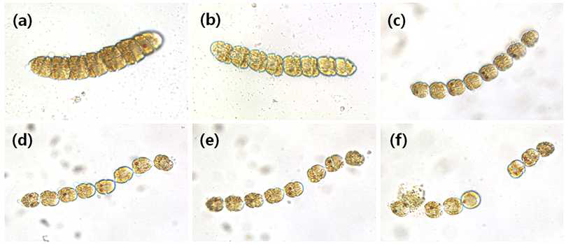 광학현미경을 이용한 TD 49 1μM 처리 후 Cochlodinium polykrikoides의 형태관찰