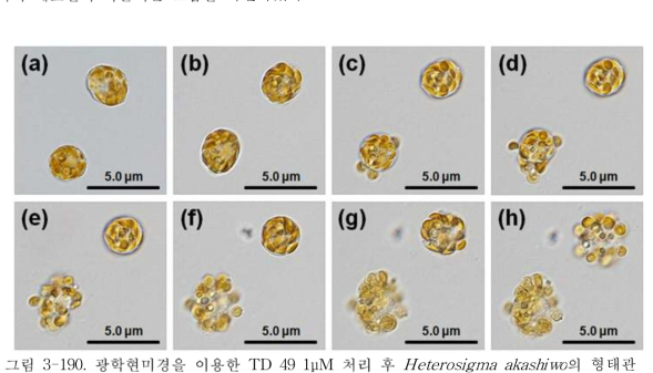 광학현미경을 이용한 TD 49 1μM 처리 후 Heterosigma akashiwo의 형태관찰