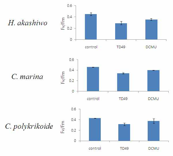 TD49, DCMU 5 μM 처리 후 광계(PS)Ⅱ 효율 측정을 통한 광합성률 측정