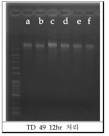 TD49 처리 후의 genomic DNA.