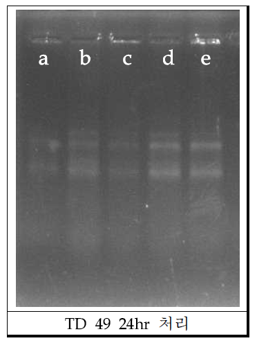 TD49 처리 후의 Total RNA.