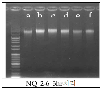 NQ 2-6 처리후의 genomic DNA.