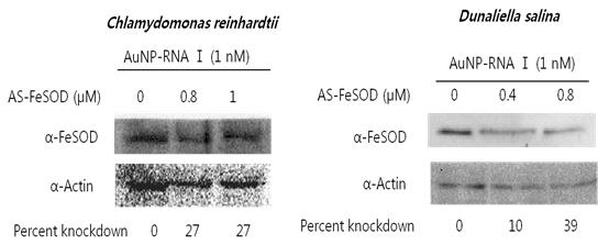 기능화된 금입자-안티센스 DNA 올리고에 의한 Chlamydomonas reinhardtii와 Dunaliella salina 조류의 FeSOD 유전자의 발현 억제