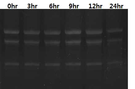TD49 1.2µM를 H . circularisquama에 처리하고 3시간마다의 실험군에서 total RNA를 추출하여 Formaldehyde Agarose gel로 확인함.