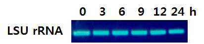 H . circularisquama gene for large subunit ribosomal RNA, partial sequence로 TD49를 시간대별로 처리한 실험군의 RT-PCR 결과