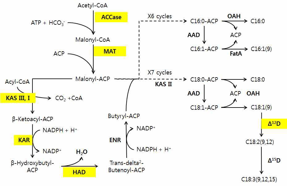 지방산 합성 pathway.