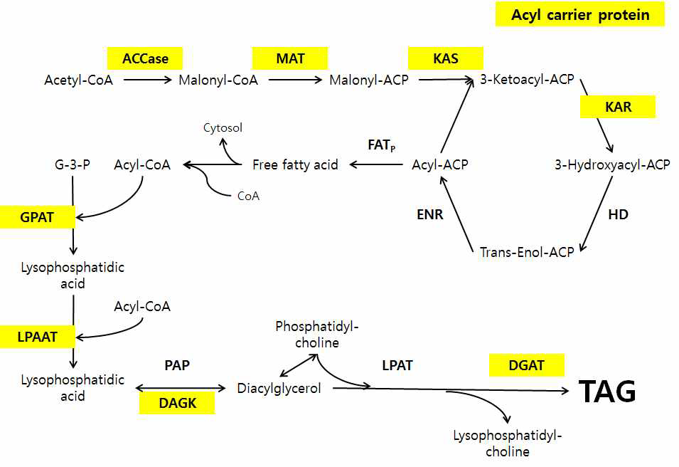 중성지방 Triacylglycerols (TAG)의 합성 pathway.