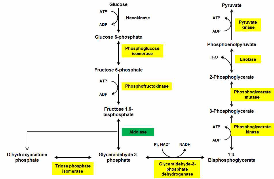Glycolysis pathway.