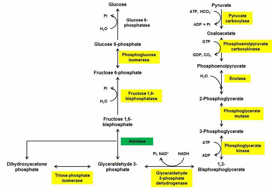 Glyconogenesis pathway.