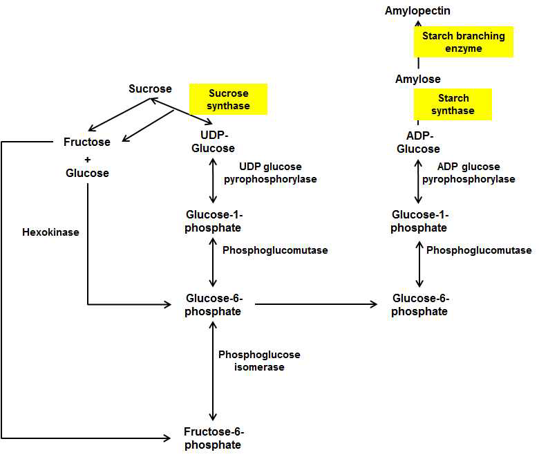 Starch synthesis.