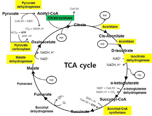 TCA cycle.