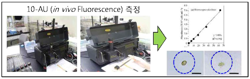 Methods of in vivo fluorescence measurement.