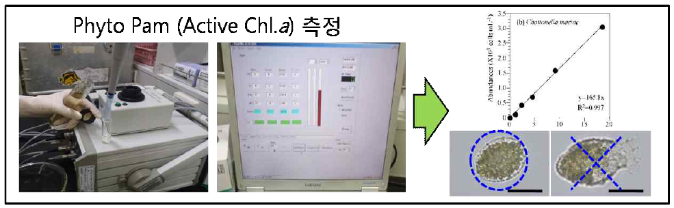 Methods of active Chl.a measurement using Phyto PAM.