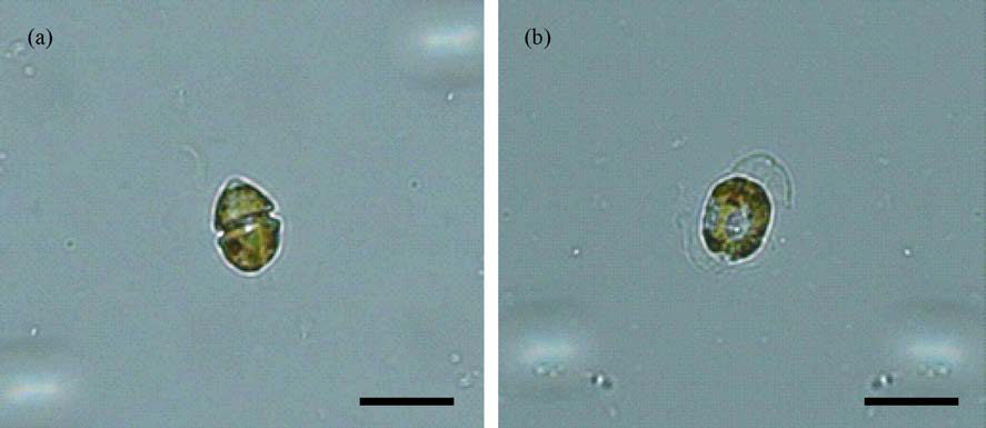 Light microscopic observation of Heterocapsa circularisquama in cultures with the absence (a) and presence of algicidal substance (b).