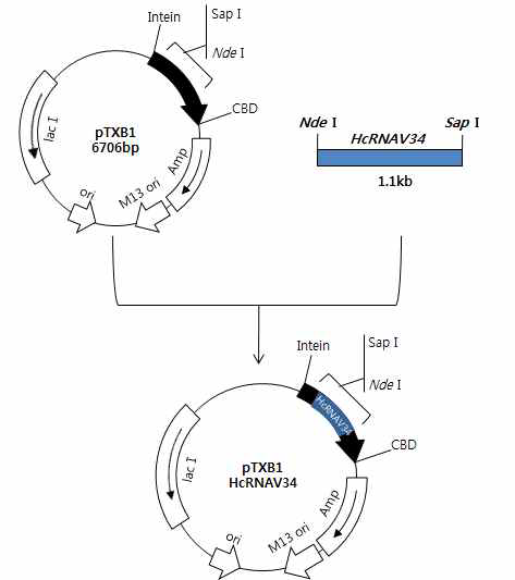 Construction of pTXB1-HcRNAV34