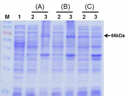 배양 온도에 따른 HcRNAV34 캡시드 단백질의 발현.